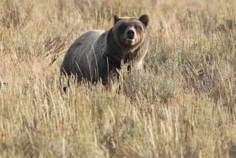 Hiker Assaulted by Wild Animal in Wilderness Area Transported to Medical Facility