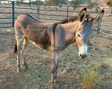 Donkey On the Mend After Recent Arrow Attack on Wild Burros in the Golden State