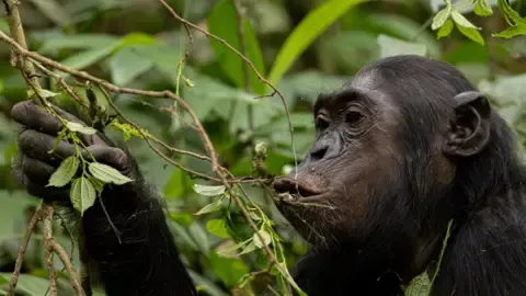 Apes Drinking an Amount Equal of an Alcoholic Beverage Daily from Ripe Fruits, Study Finds