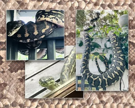 Welcoming the Serpents in the Overhead Space: A Journey from Anxiety to Fascination